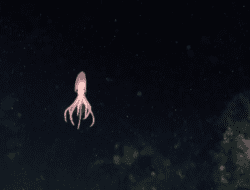 Ilmuwan Temukan 4 Spesies Baru Gurita Laut Dalam