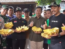 Sambut Ramadhan, Bupati Ngawi Bersama Roumah Wakaf dan Mitra Sinergi Panen Pisang Cavendish