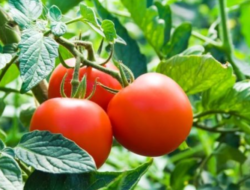 7 Manfaat Tomat Bagi Kesehatan yang Jarang Orang Ketahui