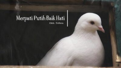 Merpati Putih Baik Hati