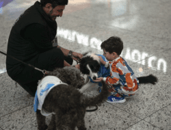 Bandara Istanbul Punya 5 Anjing Terapi untuk Menghibur Para Turis