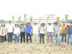 IPB University Sukses Naikkan 32 Persen Produksi Padi di 350 Ha Sawah di Kampung Inovasi IPB Subang