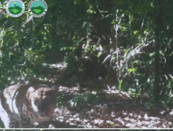 Macan Tutul dan Macan Kumbang Tertangkap Kamera di Gunung Gede Pangarango
