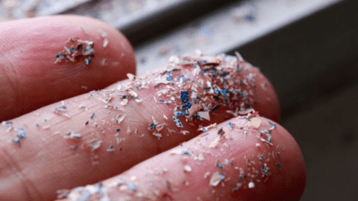 mikroplastik pada jaringan testis