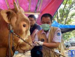 Pantau Terus, Pemkot Jakpus Pastikan Tak Ada Hewan Kurban Berpenyakit Berbahaya