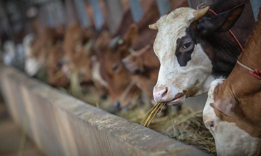 Memilih Hewan Kurban