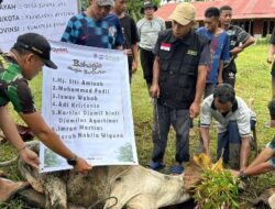 Qurban Berkah BMH Hangatkan Hati Warga Mualaf Mentawai