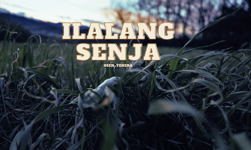 ilalang senja