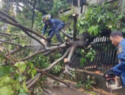Sudin Pertamanan Berhasil Benahi 250 Pohon Tumbang di Jaksel