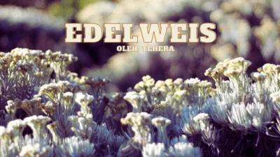 puisi edelweis