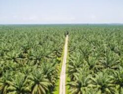 Manfaat Hutan yang Tak Tergantikan oleh Perkebunan Kelapa Sawit