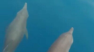 Hadirnya Lumba-lumba di Pulau Pramuka Indikasi Air Laut Membaik, Benarkah?