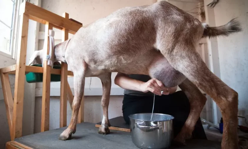 susu kambing etawa