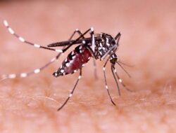 Kemenkes Cegah Penyebaran DBD Dengan Sosialisasi Pola Hidup Sehat 