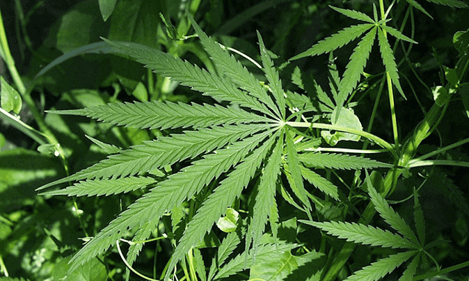 kebakaran kebun ganja di Thailand