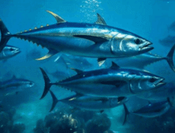 Jenis Ikan dengan Protein Tertinggi