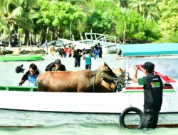 Laznas BMH Sukses Salurkan Qurban ke Wilayah Terpencil, Bukti Nyata Kepedulian untuk Negeri