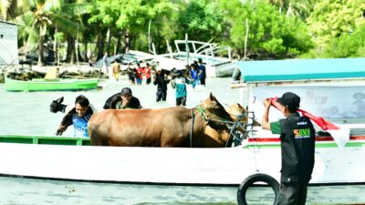 Laznas BMH Sukses Salurkan Qurban ke Wilayah Terpencil, Bukti Nyata Kepedulian untuk Negeri