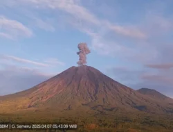 Dalam Mode Siaga, Gunung Semeru Erupsi Hingga 800 Meter