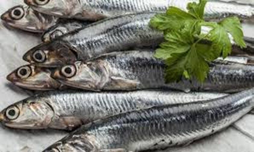 Tak Hanya Susu, Ikan-Ikan Ini Juga Kaya Kalsium untuk Kesehatan Tulang