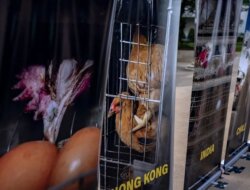 Pameran Act For Farmed Animals Hadirkan Praktik Peternakan Ayam 