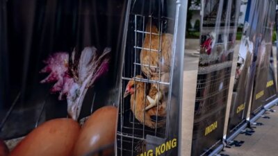 Pameran Act For Farmed Animals Hadirkan Praktik Peternakan Ayam 