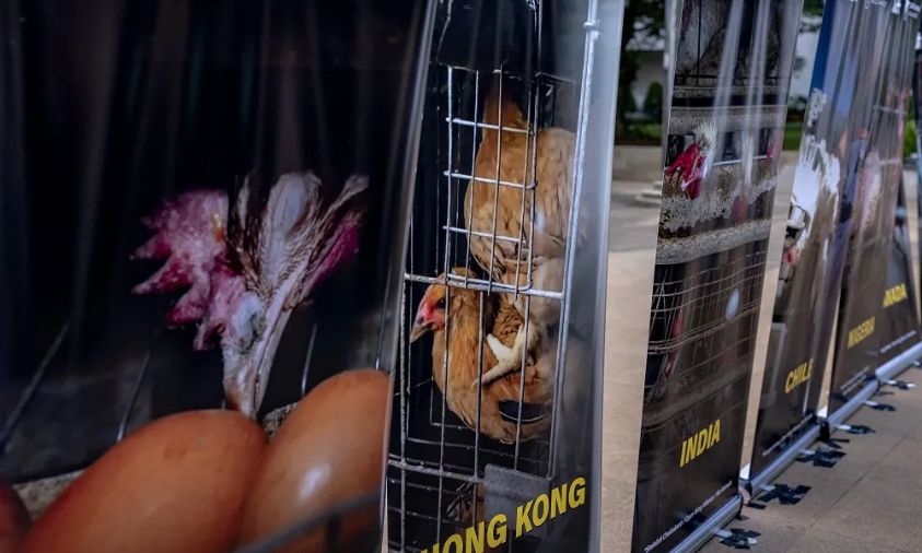Pameran Act For Farmed Animals Hadirkan Praktik Peternakan Ayam 