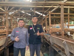 BMH  Salurkan Hewan Qurban ke Pulau Nias Melalui Transportasi Darat