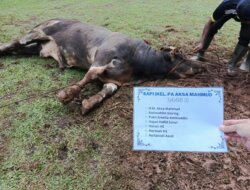 Sekolah Bosowa  Bina Insani Bogor Salurkan Paket  Daging  Kurban kepada 800 KK  di 3 Kelurahan