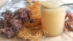 Sea Moss Gel, Superfood Hits Bikin Tubuh Fit dan Kulit Makin Kinclong!