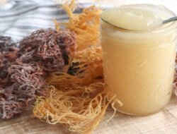 Sea Moss Gel, Superfood Hits Bikin Tubuh Fit dan Kulit Makin Kinclong!