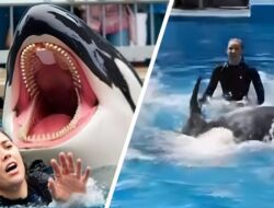 Viral Video “Jessica Radcliffe Diserang Orca” Ternyata Hoaks Buatan AI