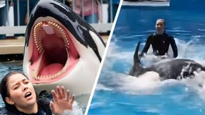 Viral Video “Jessica Radcliffe Diserang Orca” Ternyata Hoaks Buatan AI