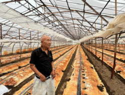 Dukungan Pemerintah dan Teknologi Majukan Petani Timun Nakayama