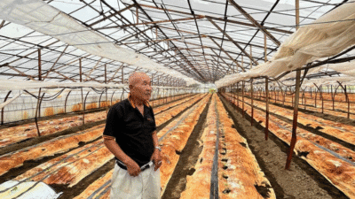 Nakayama, Petani timun terbaik se-Jepang di Shimotsuma, Kamaniwa pada Minggu (10/8)