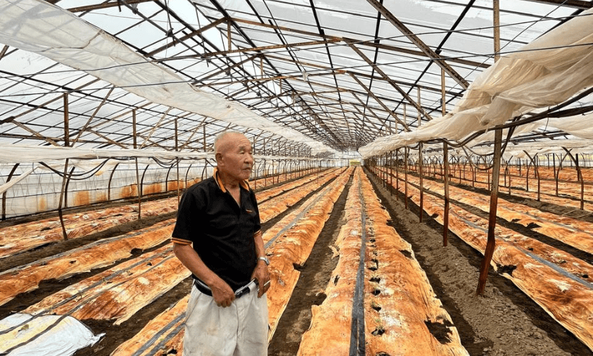 Nakayama, Petani timun terbaik se-Jepang di Shimotsuma, Kamaniwa pada Minggu (10/8)