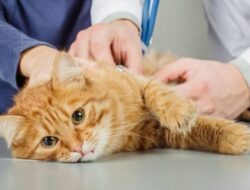 10 Masalah Kesehatan Kucing yang Paling Sering Terjadi dan Cara Mengatasinya