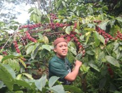 BMH Dukung Petani Panen Raya Kopi Rahtawu