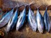 Sarden hingga Tuna: Ikan yang Sebaiknya Dihindari Penderita Asam Urat