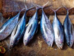 Sarden hingga Tuna: Ikan yang Sebaiknya Dihindari Penderita Asam Urat
