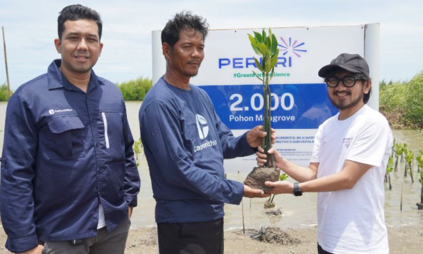 Peruri Tanam 2 Ribu Mangrove