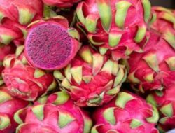 Makan Buah Naga Tiap Hari? Begini Risiko yang Perlu Kamu Tahu