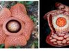 Fakta Penting Rafflesia Hasseltii dan Rafflesia Arnoldi Yang Wajib Diketahui