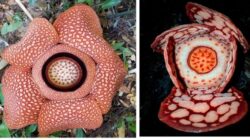 Fakta Penting Rafflesia Hasseltii dan Rafflesia Arnoldi Yang Wajib Diketahui