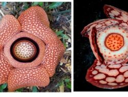 Fakta Penting Rafflesia Hasseltii dan Rafflesia Arnoldi Yang Wajib Diketahui