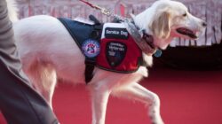 Service Dog