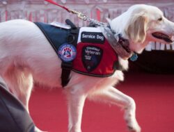 Service Dog Bukan Hewan Peliharaan Biasa, Ini Alasan Anda Tak Boleh Menyentuhnya