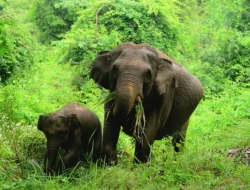 1.040 Lahan Ilegal di Kawasan Konservasi Tesso Nilo Dicabut