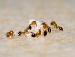 Tanpa Kimia dan Tanpa Ribet, Cara Ini Bikin Semut Nyerah Masuk Rumah