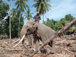 BKSDA Aceh Kerahkan Gajah Terlatih guna Tangani Dampak Banjir di Pidie Jaya